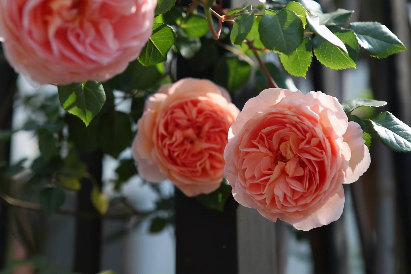 非常适合练手的4种藤本月季,长势强劲,开花量大,新手别错过-搜狐大视