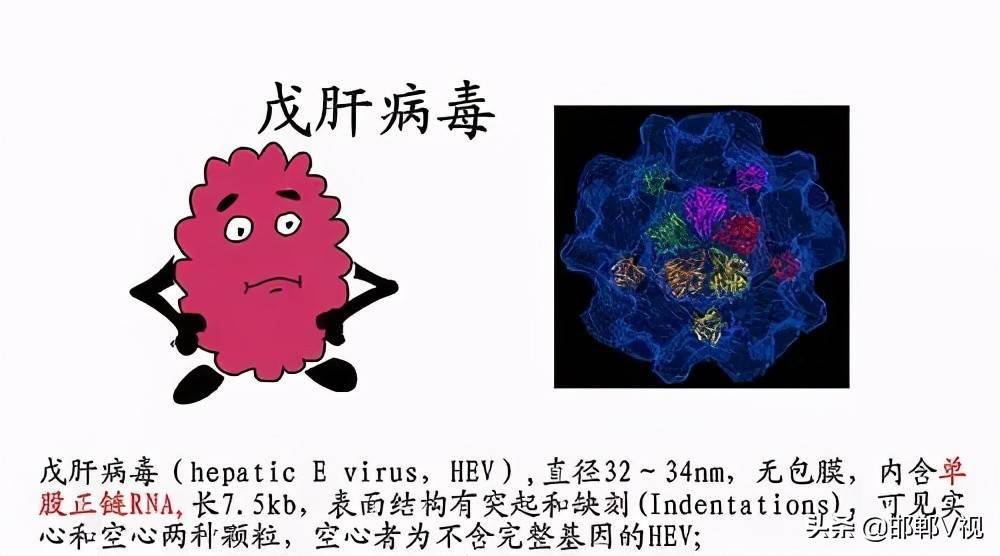 戊肝!认知低却危害大,它离你我并不远
