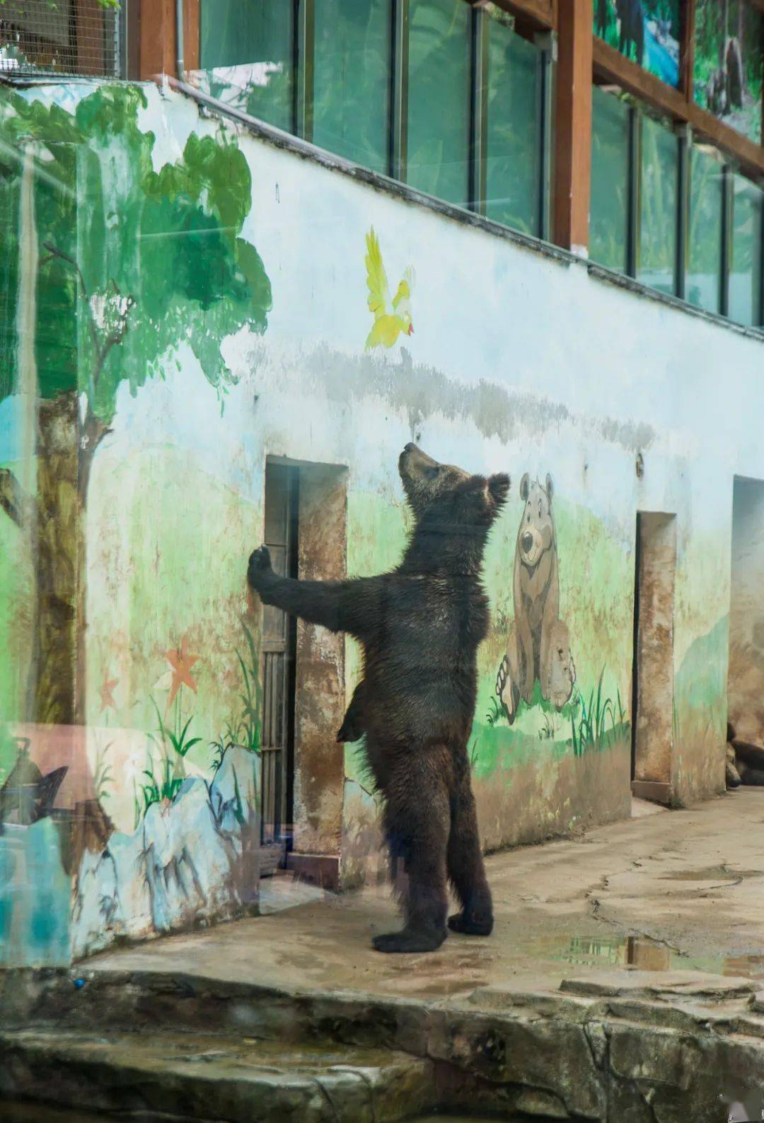 广州动物园搬迁的新闻忽然引起的广泛关注,也唤起许多人脑海深处的