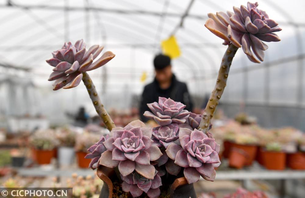 河南夏邑 多肉经济 助农增收 育才