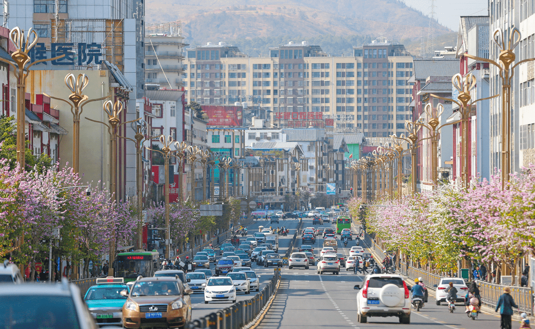 宫粉紫荆上线西昌春天气氛组好一幅靓丽的城市生态画卷
