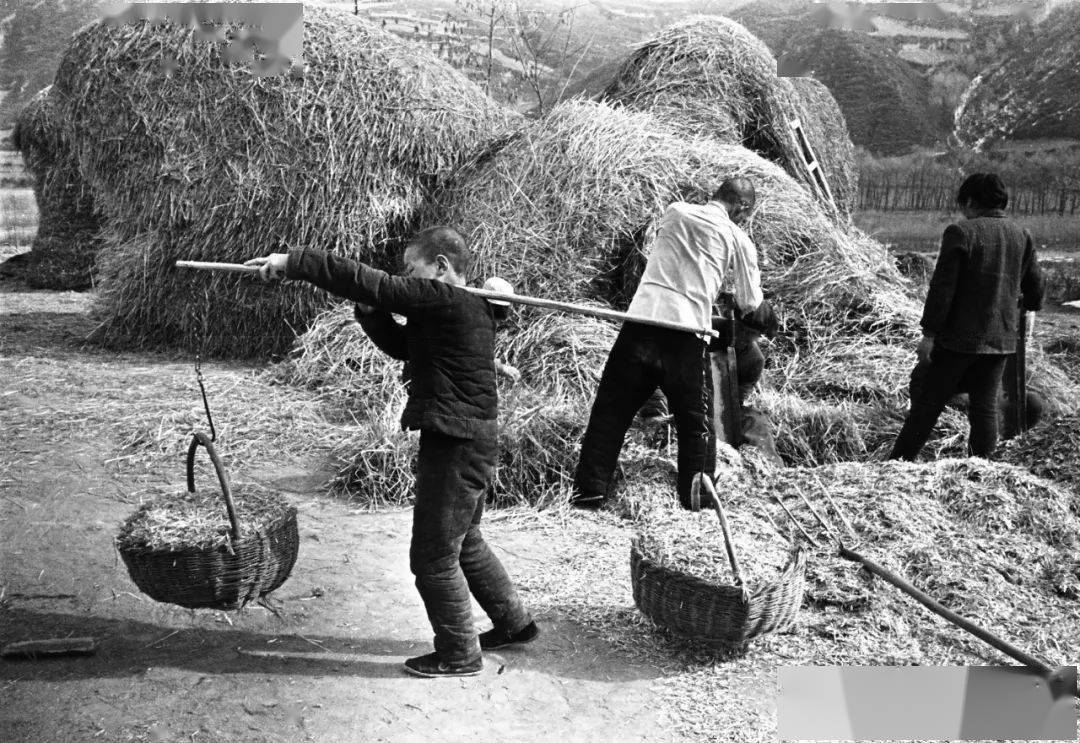 李百军:又到牛年_劳动力