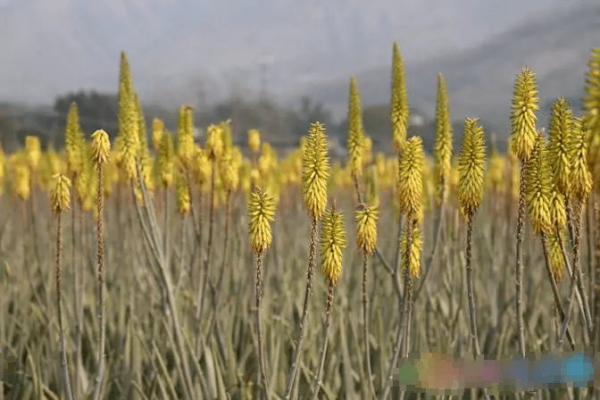 春天到了只有云南人才知道的春天吃花食谱整理在这儿啦