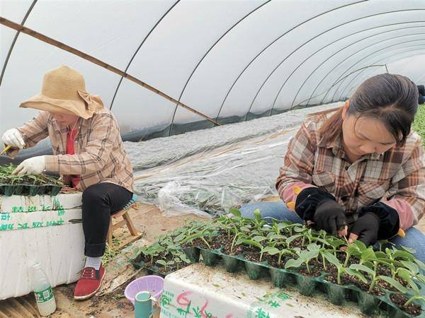 在伊塘镇孟公山村,种植大户管解元的西瓜种植基地一片繁忙,来自广西