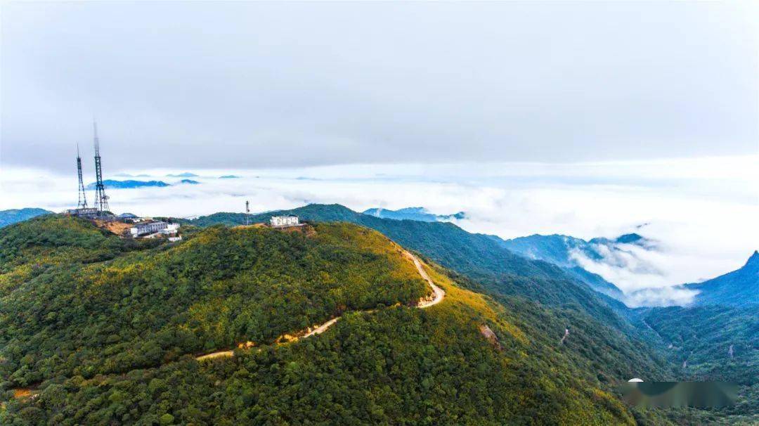 春游韶城15年坚守韶关这片高山茶园用工匠精神打磨一杯至臻好茶