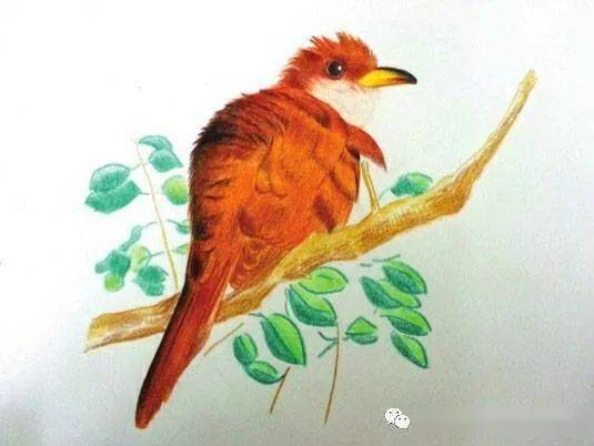 彩铅鸟类动物教程布谷鸟