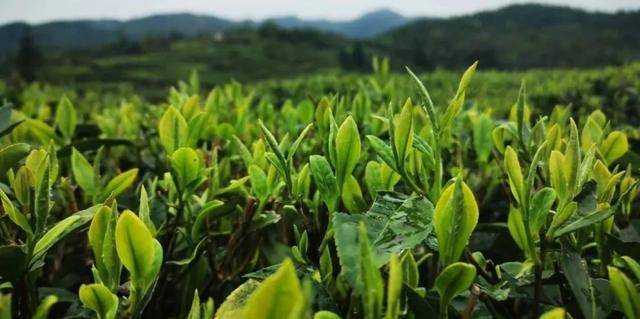 「大田美人 貴雅天成」茶味_茶葉