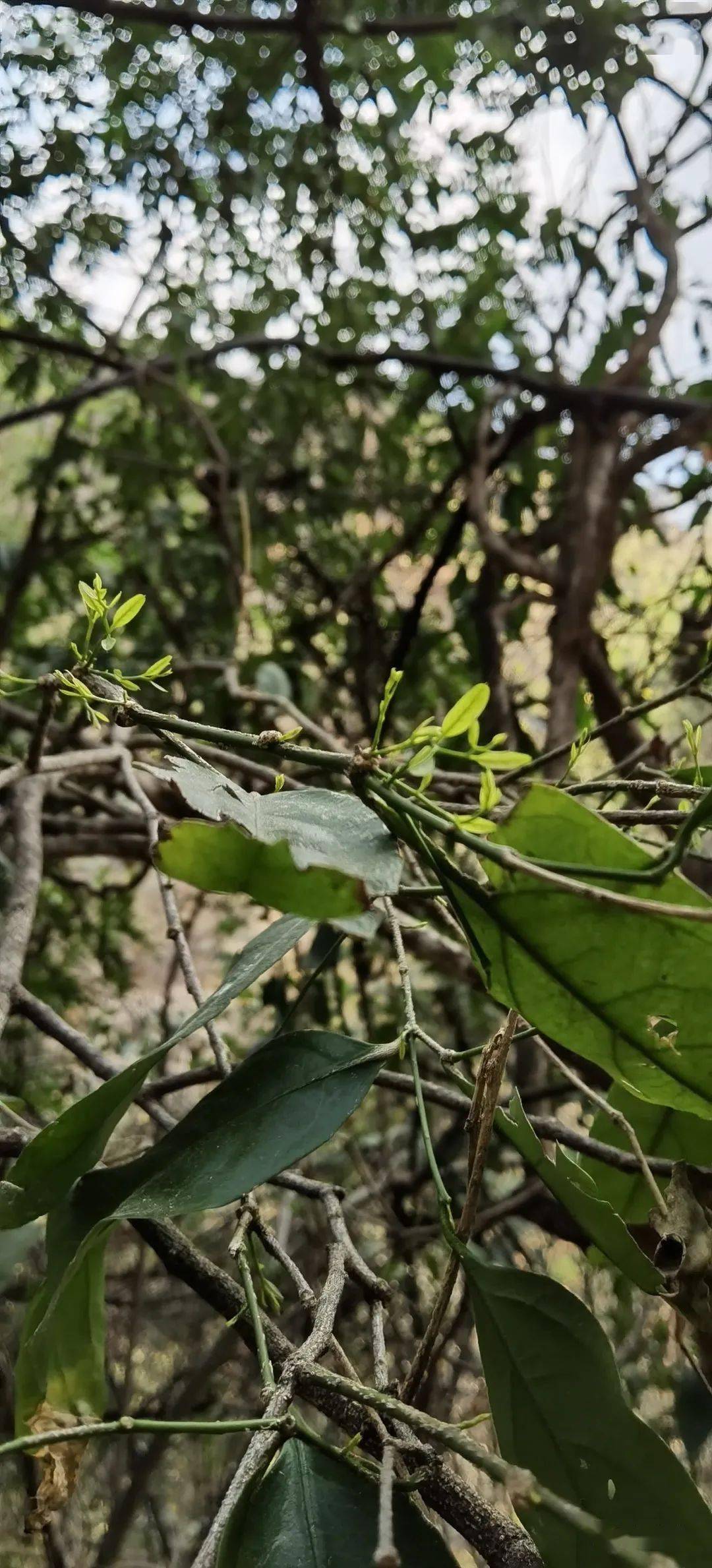 彝族人的富贵菜甜菜