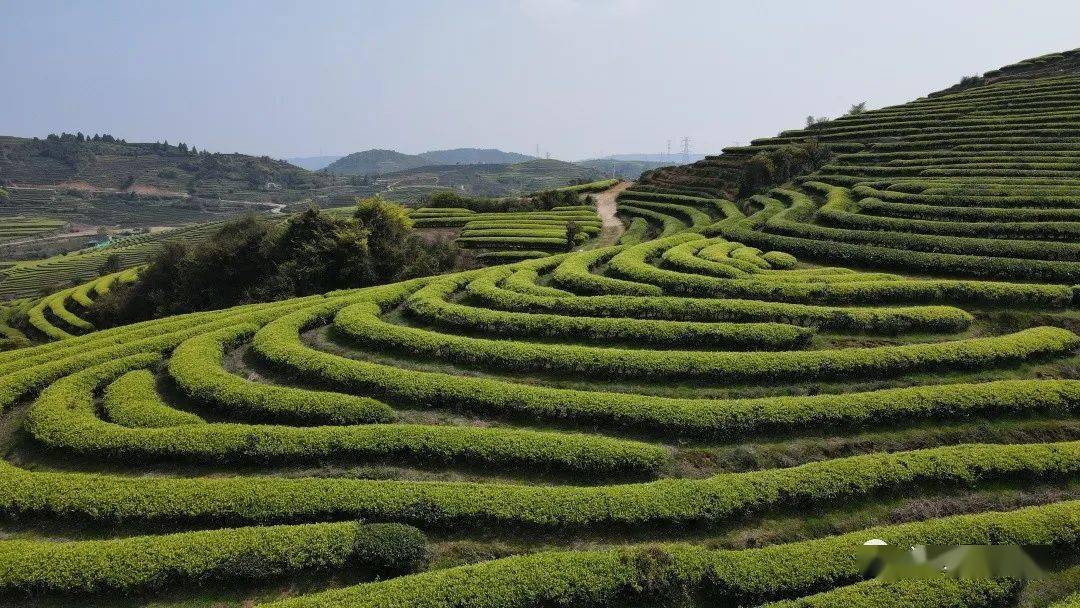 【本地】连江长龙2万余亩春茶开采!