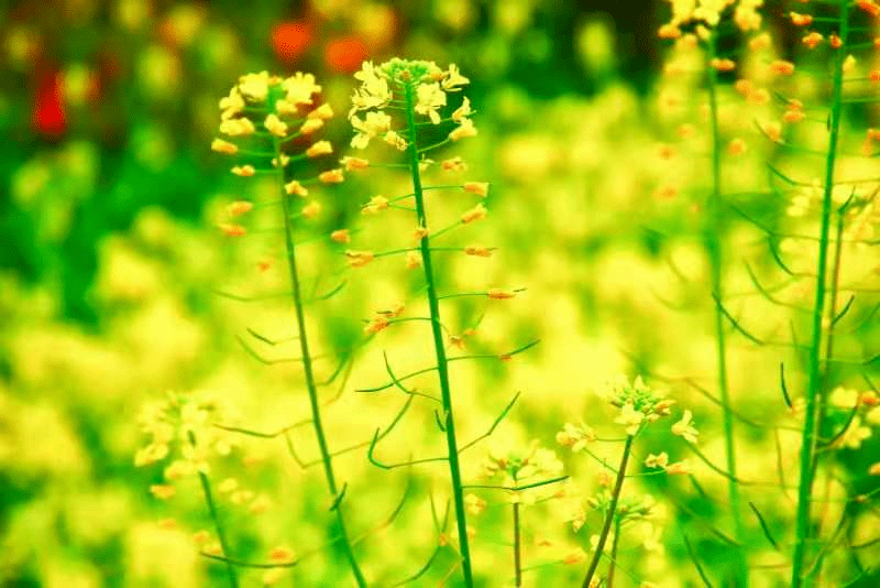 谁将春色分两半 最美人间三月天 岁月