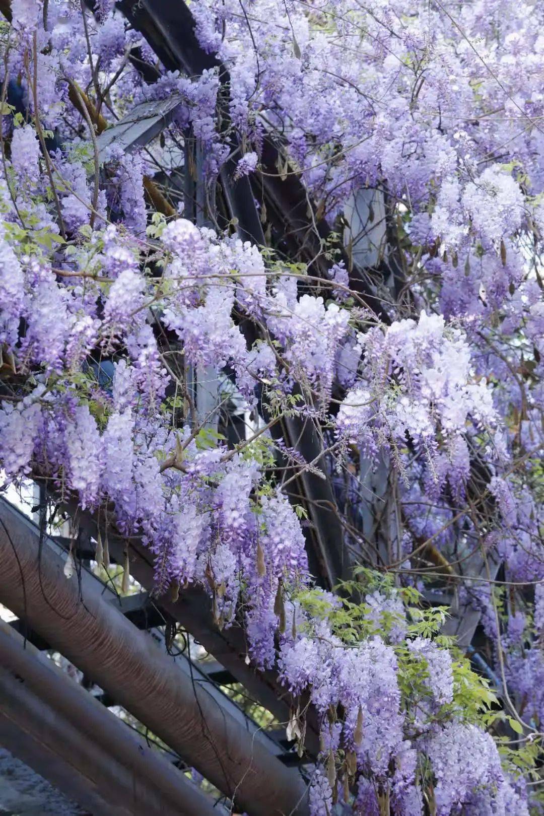 成都七里香花海提前盛开,超震撼!