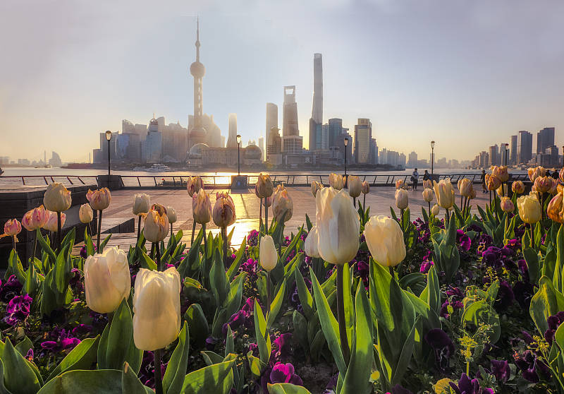 踏青| 上海的郁金香、海棠进入观赏期，就近赏花去
