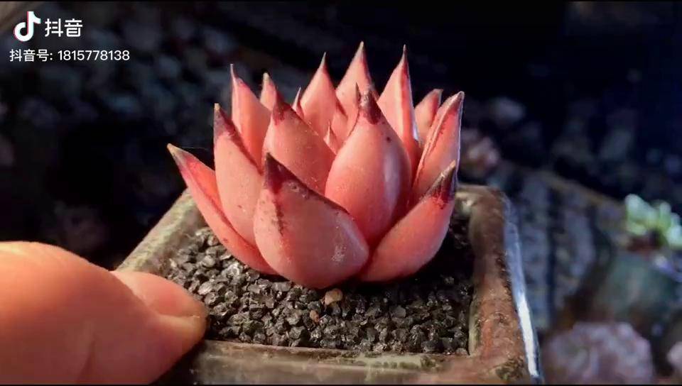 血乌多肉老桩多肉植物多肉