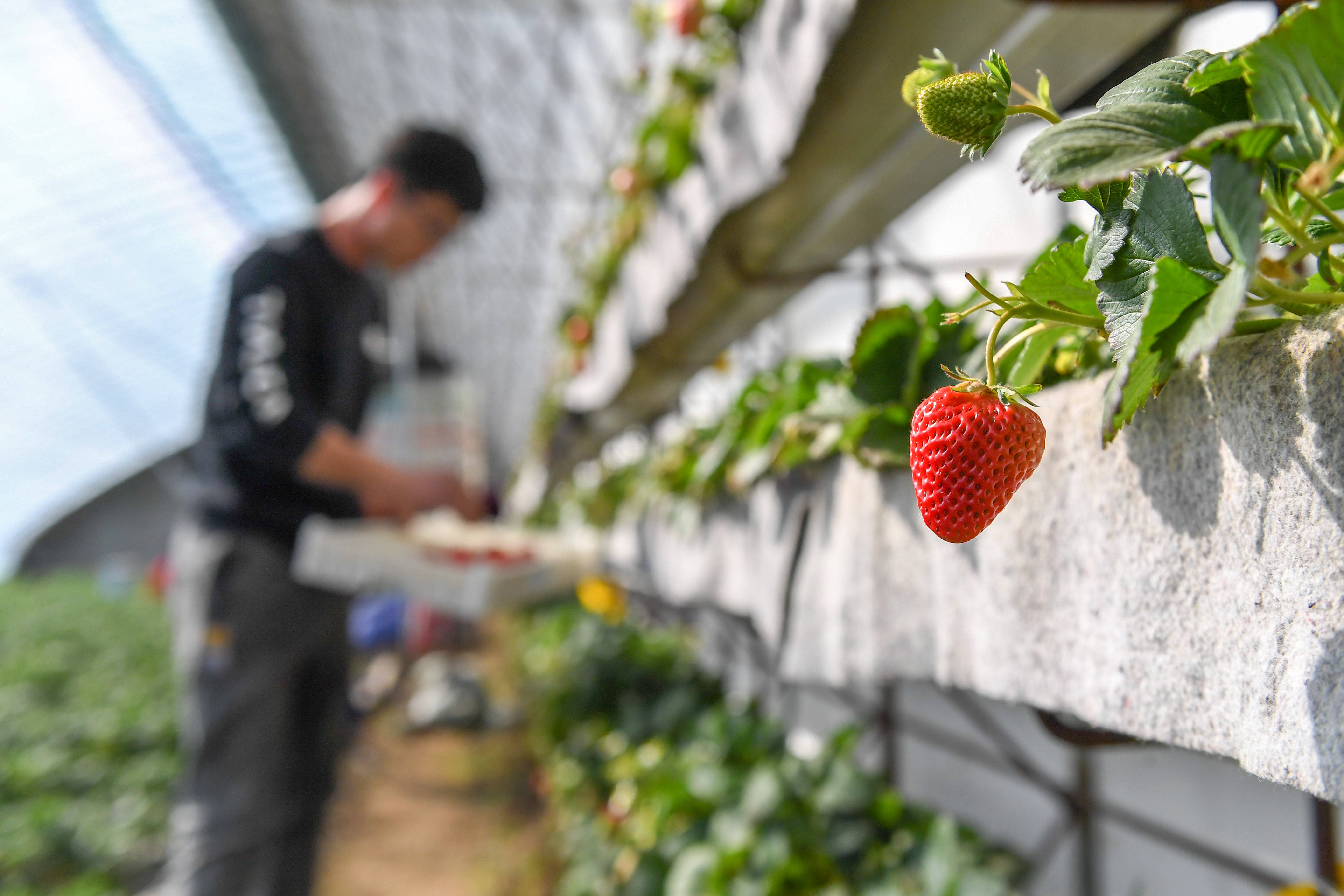 3月18日,在梨树县六之维农民种植专业合作社,农民在采摘草莓
