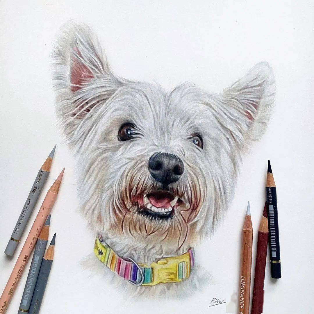 精湛的动物彩铅手绘很有借鉴价值