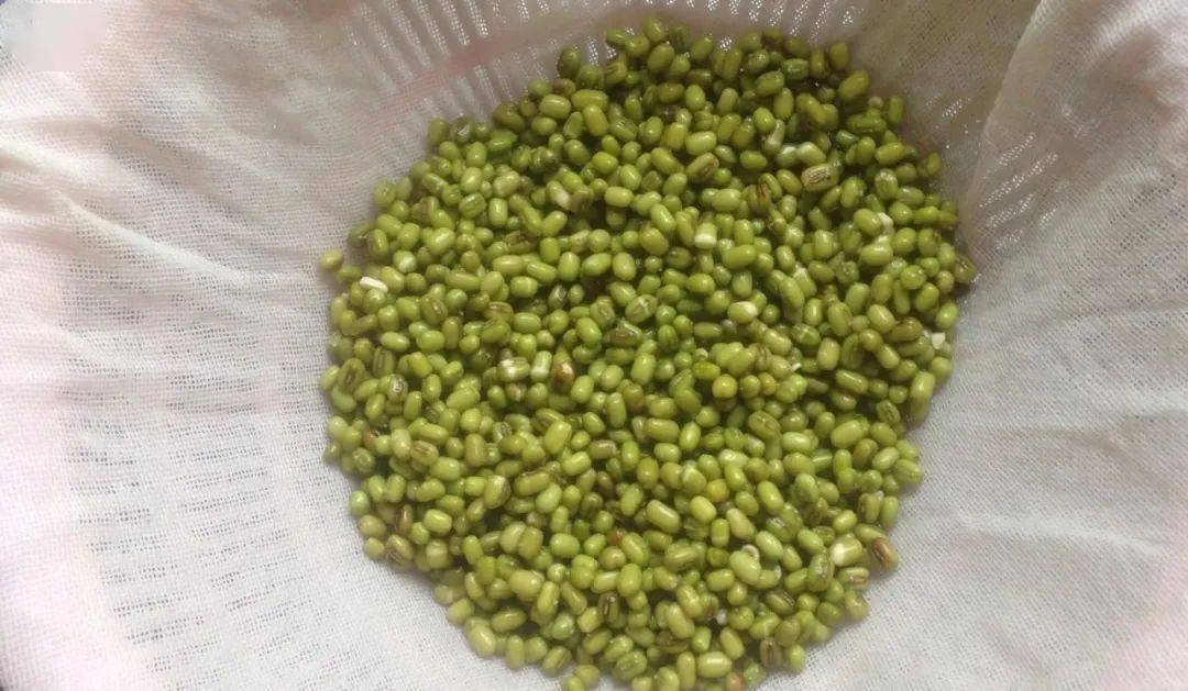 如何不用种子种东西 46685af19d12476fa682f93bc7012e53.jpeg