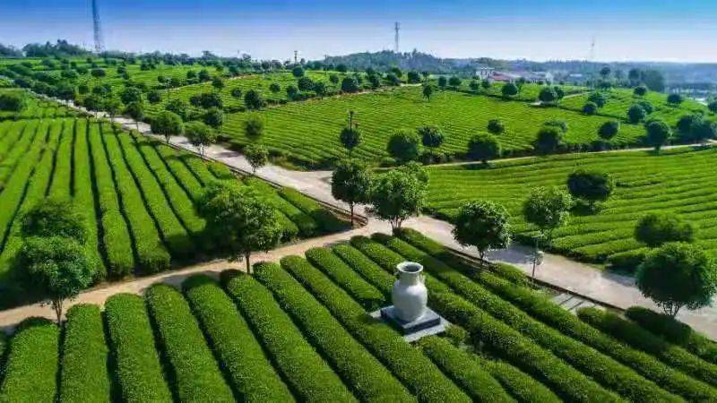 初春的万种风情都在这里……_茶园