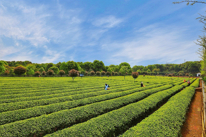初春的万种风情都在这里……_茶园