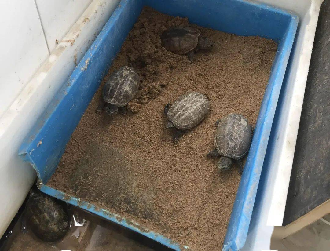 在养龟行业中你都见过哪些脑洞大开的产蛋池设计