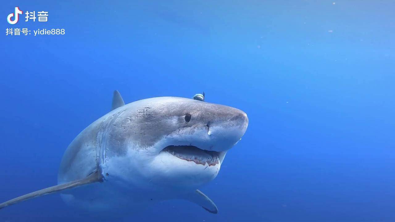 蕾姆丝近距离接触超6米重3吨可能是有记录以来zui大的大白鲨潜水海洋