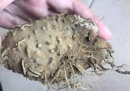 吃了挖出来的野薯