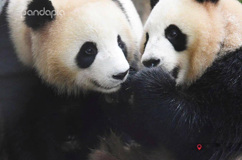 春季限定的巧克力味熊团子哦