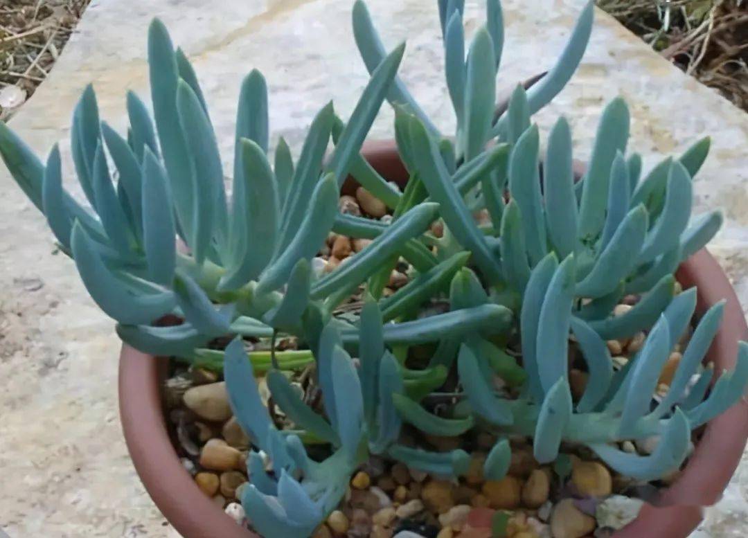 多肉温度多少要搬到室内多肉最低多少度搬回室内 自媒体热点 多肉温度多少要搬到室内多肉最低多少度搬回室内 自媒体热点