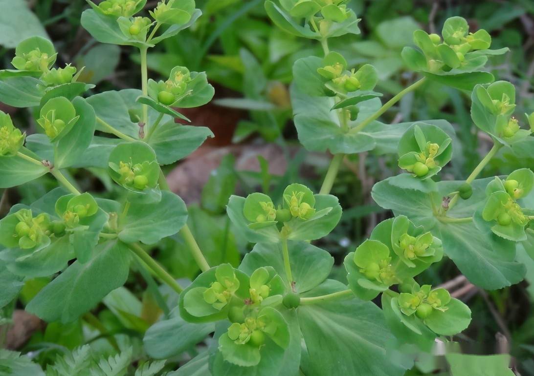 春风吹又生的阔叶草来了以下治理措施要牢记