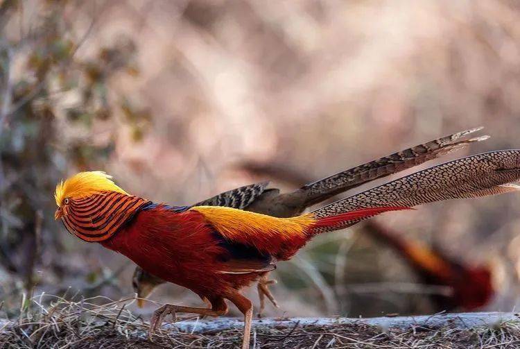 深山彩凤红腹锦鸡