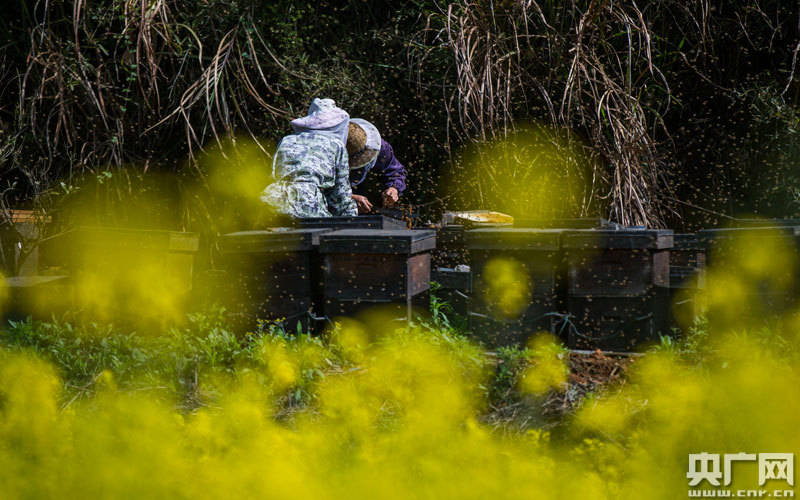 江西都昌:春暖花开养蜂忙