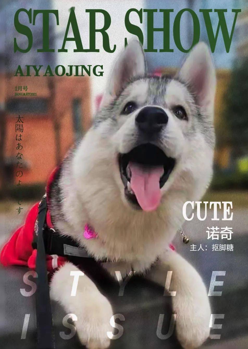 狗狗图鉴养一只登上时尚杂志封面的狗狗是种什么体验