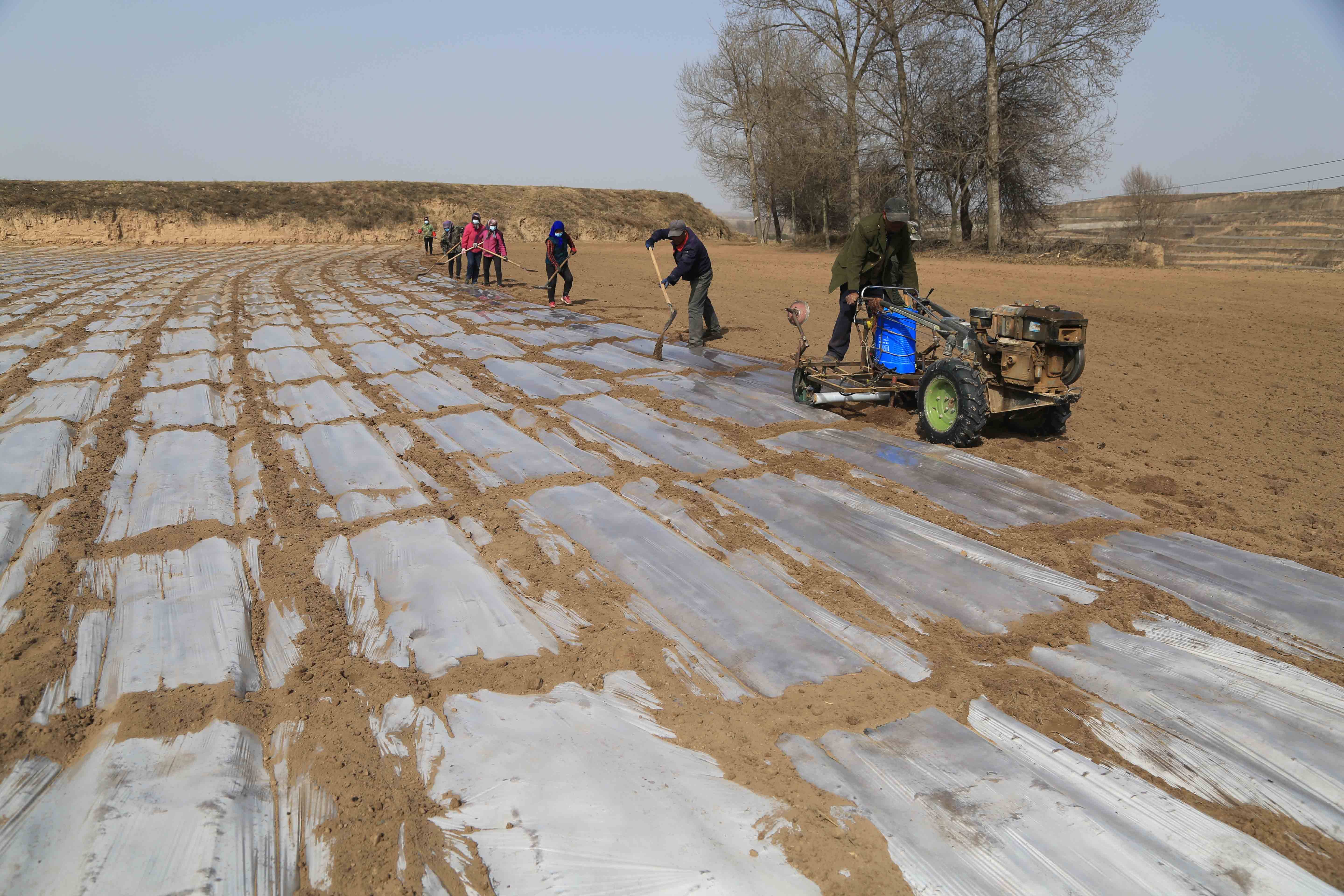 甘肃定西抢墒覆地膜