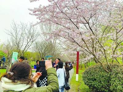 最美赏樱季即将揭开面纱 顾村公园樱花本周末有望迎“满树繁花”