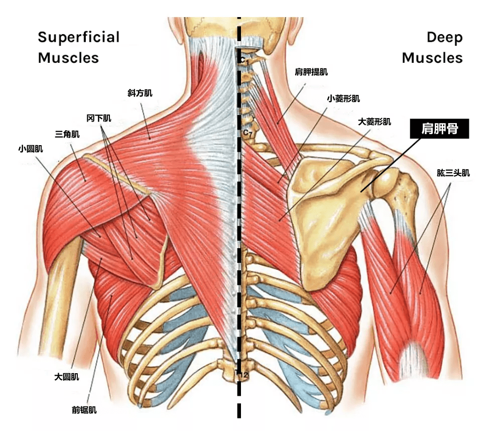 正常的肩胛骨,在斜方肌,前锯肌,菱形肌的共同作用下,紧紧贴住胸壁不放