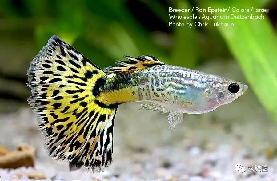 水族排名_水族服饰