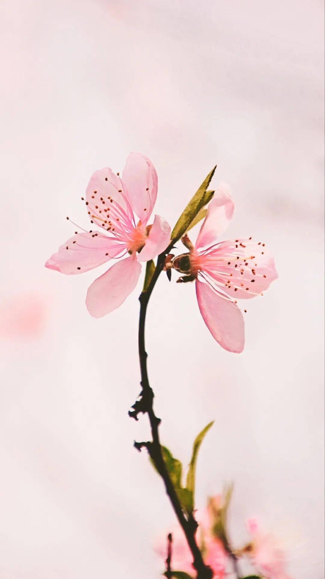 宁夏春日赏花地图 | 一期一会的美景怎能错过！