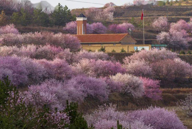 "涌泉村"滴春天来咧,大有叔邀你看个花寻个乡愁!