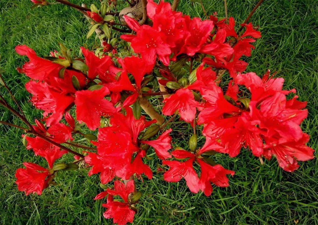 严尔高 | 宣威杜鹃市花艳丽开