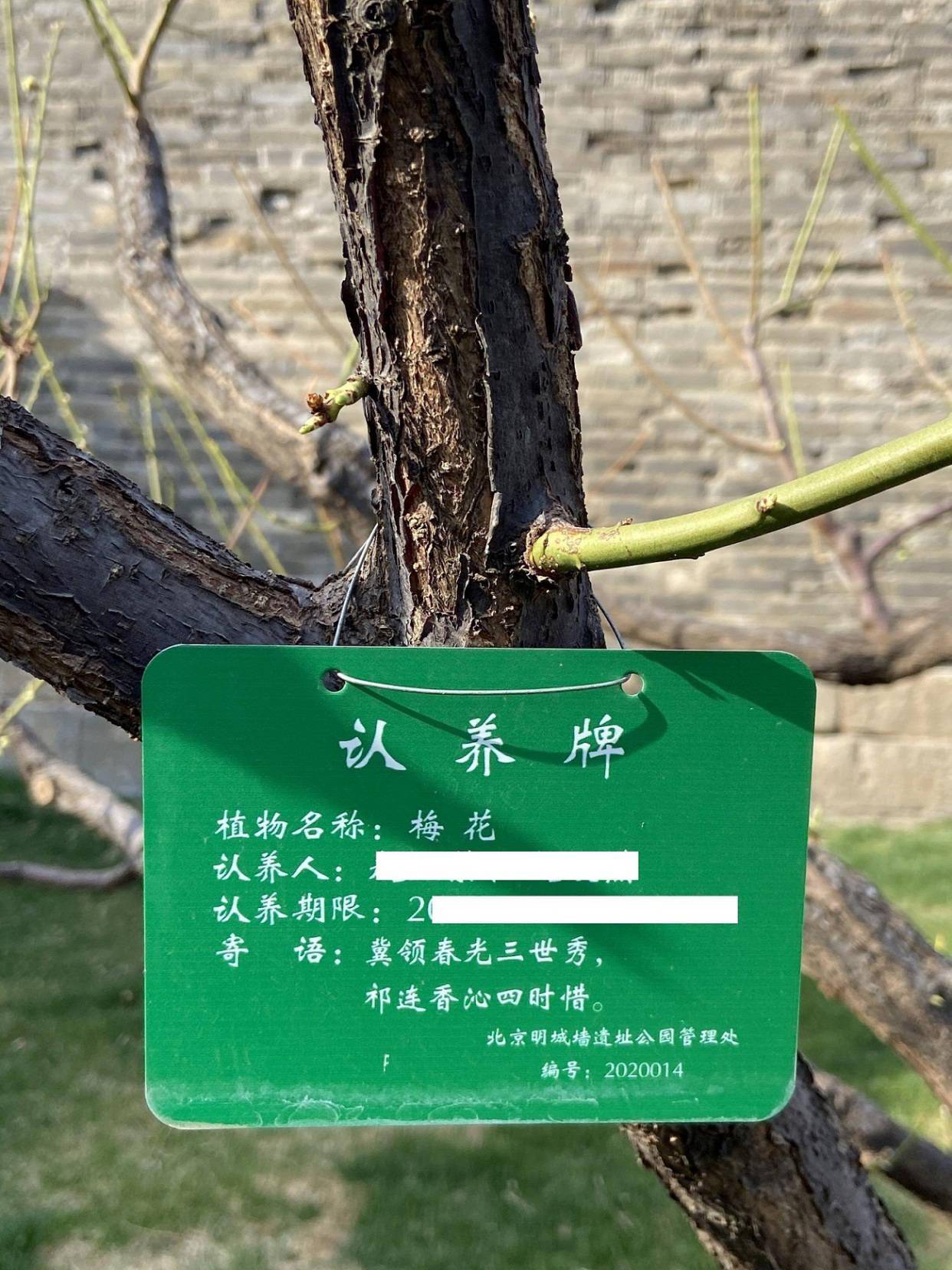 一人一树一牵挂首都树木认养背后有着这些温情故事