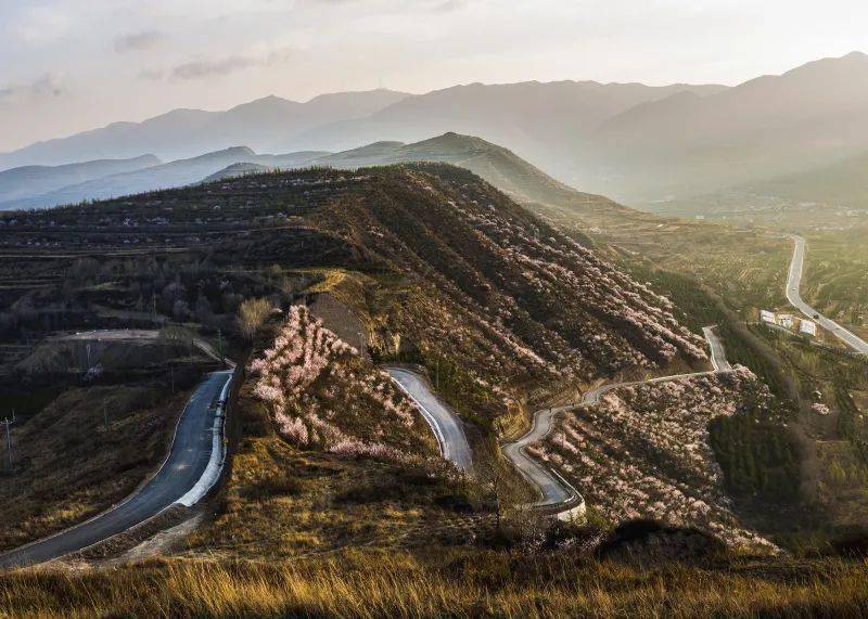 "涌泉村"滴春天来咧,大有叔邀你看个花寻个乡愁!