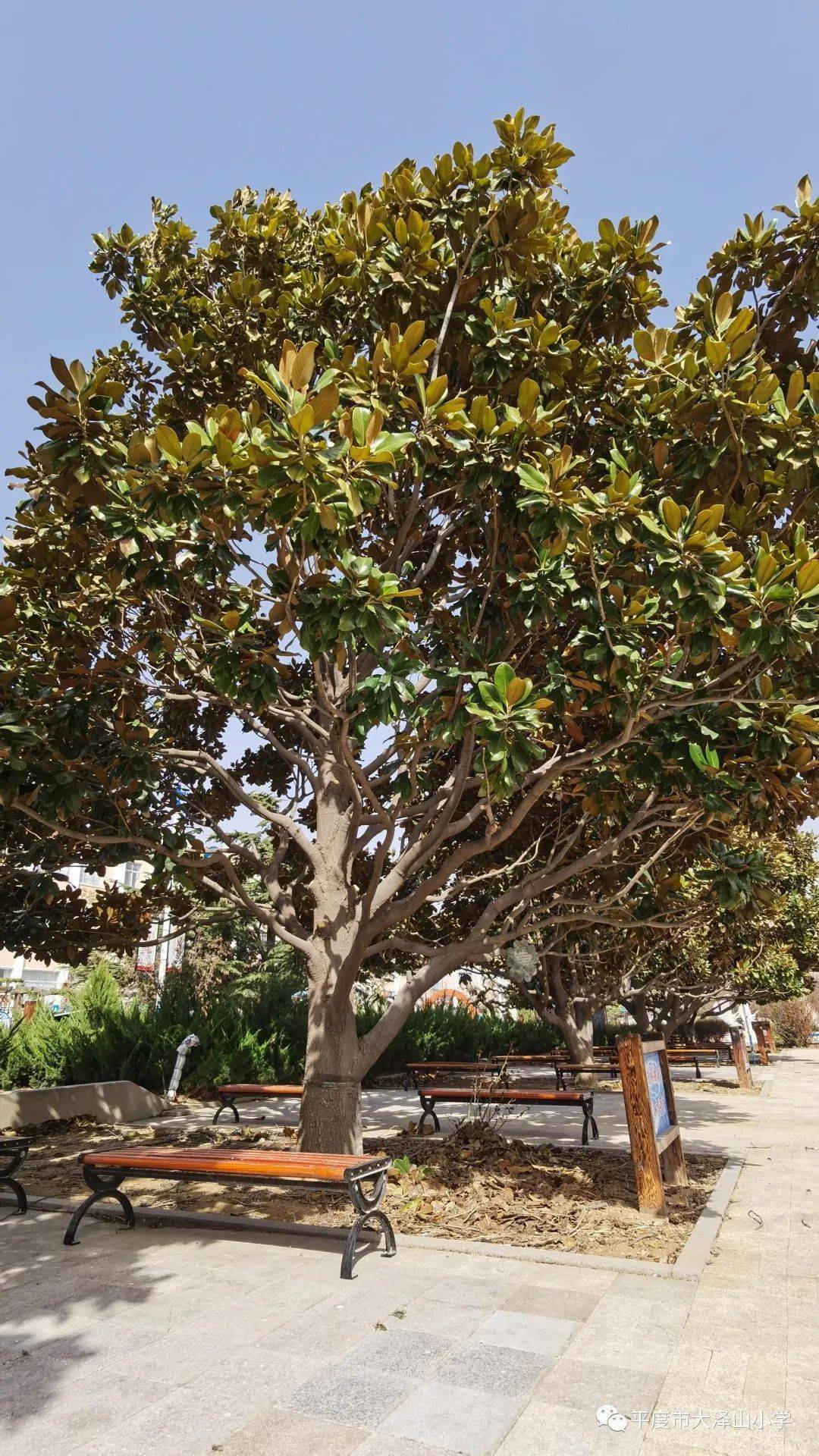 大泽山小学:打造校园绿植,建设多彩校园_绿化