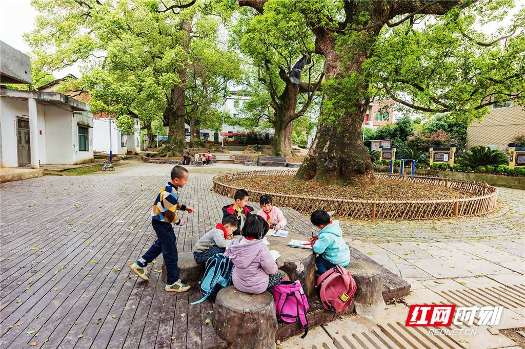 湖南东安：千年古樟群主题公园成微旅游打卡地