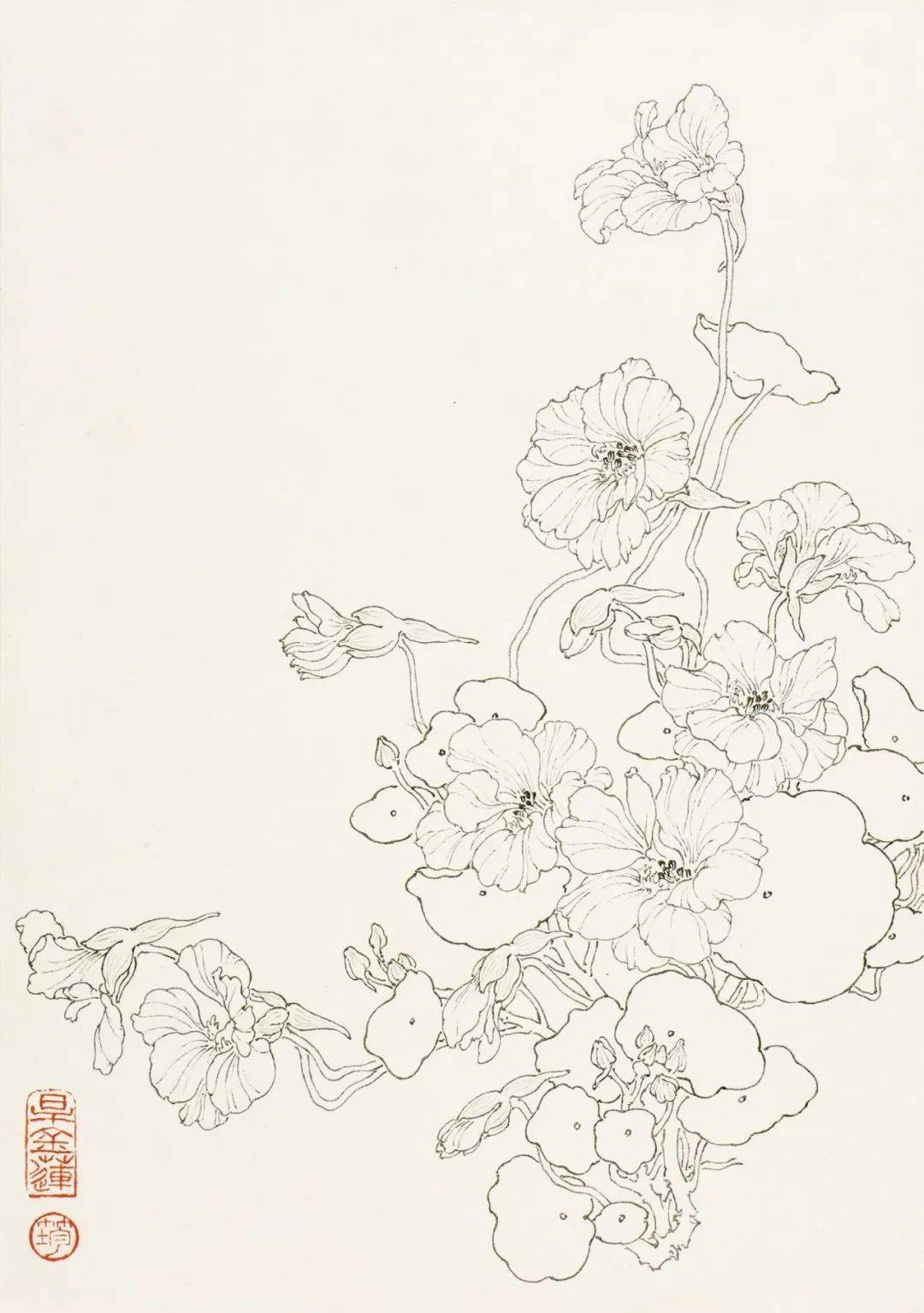 如何用线来表现花卉的形体?