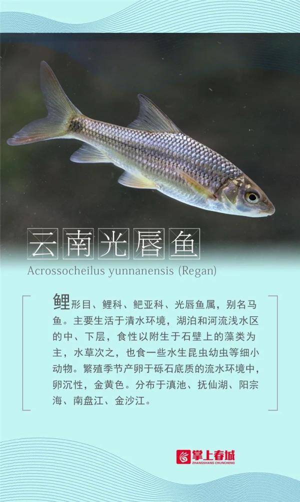 我的兄弟回来了,滇池23条鱼的故事→_昆明