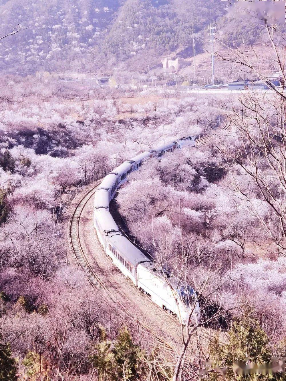 居庸关长城花海栈道图片