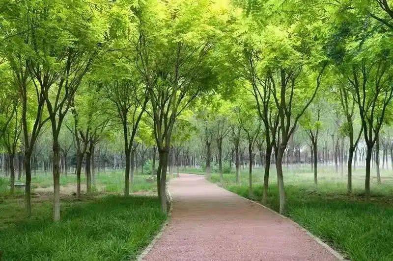 新闻速递从植绿到养林西集镇给出全市近自然生态林养护样本