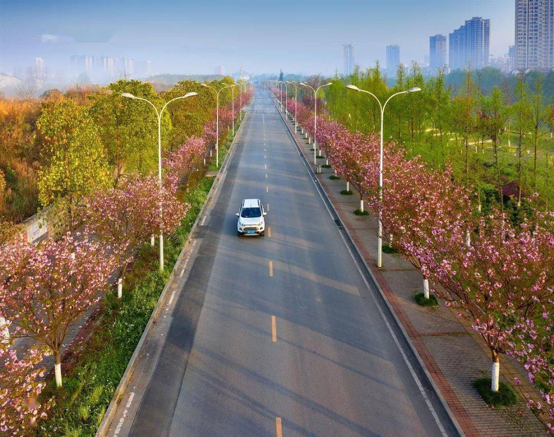 等了一年秀山粉红樱花大道来了