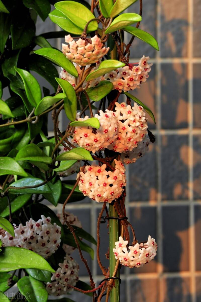 球兰开始进入花芽分化期养护也跟着变开成球花窗帘