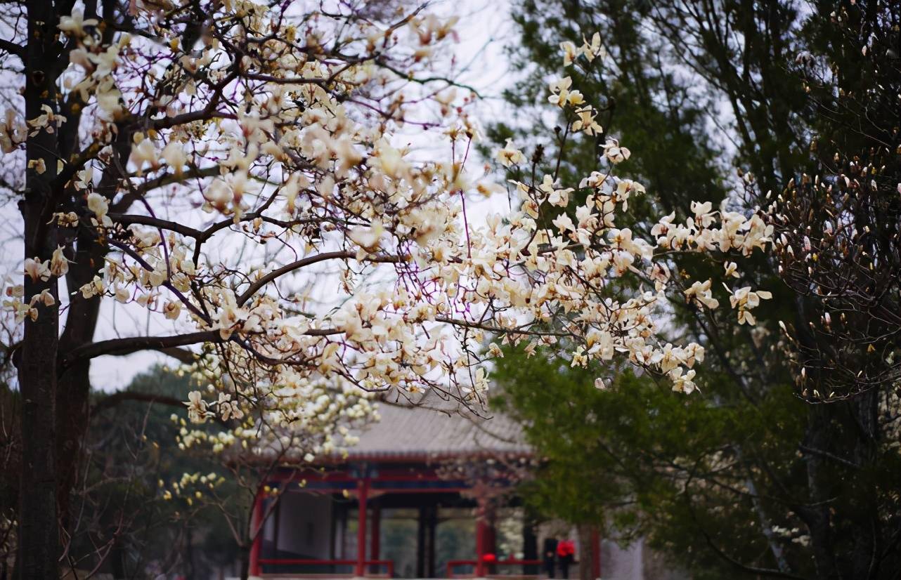 百花齊放春滿園京城9家市屬公園最佳賞花處都在這兒了