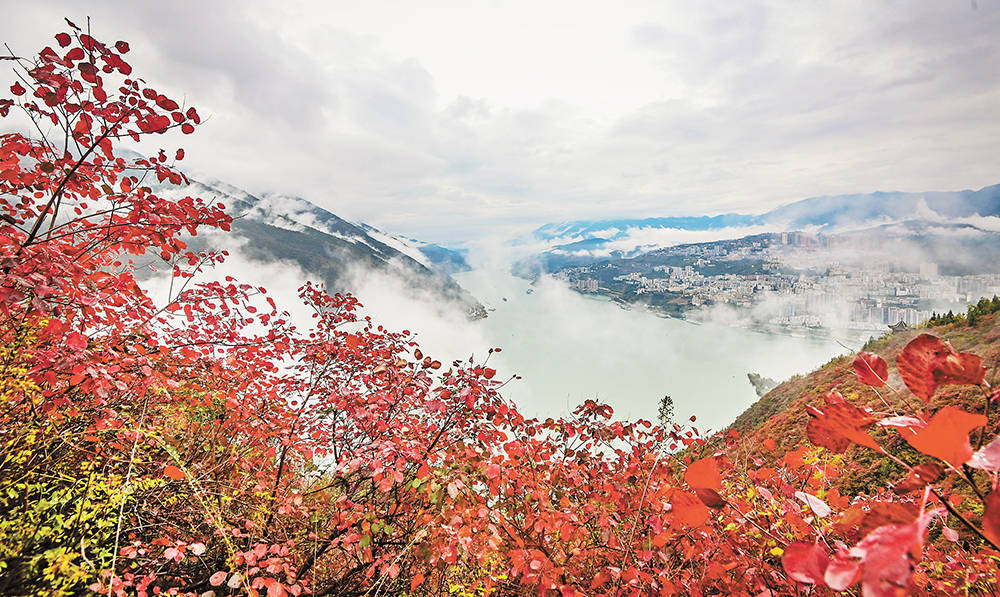 20万亩红叶景观带 生态美产业兴百姓富_巫山县